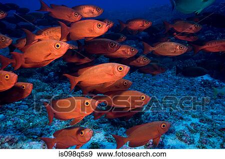 Stock Photo - Schooling bigeyes.. Fotosearch