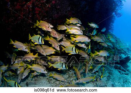 Stock Image - Schooling fish near shipwreck.. Fotosearch