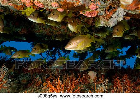 Schooling fish near structure. View Large Photo Image Stock Photograph - Schooling fish near structure.. Fotosearch