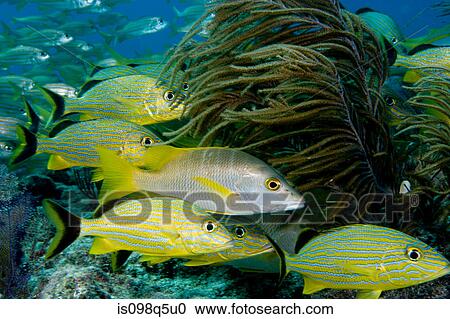 Stock Image - Schooling fish on coral reef.. Fotosearch