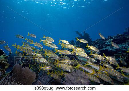 Schooling fish on reef crest. View Large Photo Image Stock Image - Schooling fish on reef crest.. Fotosearch