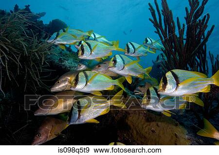 Schooling fish on wreckage. View Large Photo Image Stock Photo - Schooling fish on wreckage.. Fotosearch