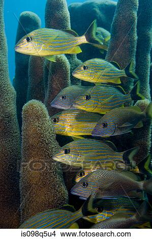 Schooling fish. View Large Photo Image Picture - Schooling fish.. Fotosearch