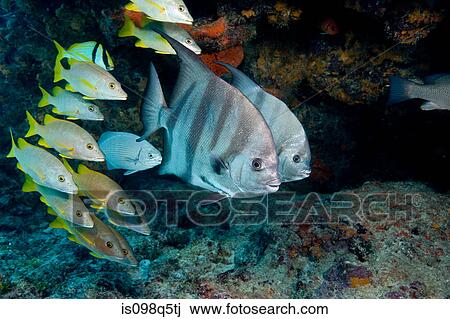 Schooling fish. View Large Photo Image Stock Image - Schooling fish.. Fotosearch