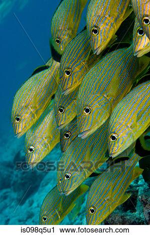 Schooling fish. View Large Photo Image Stock Image - Schooling fish.. Fotosearch