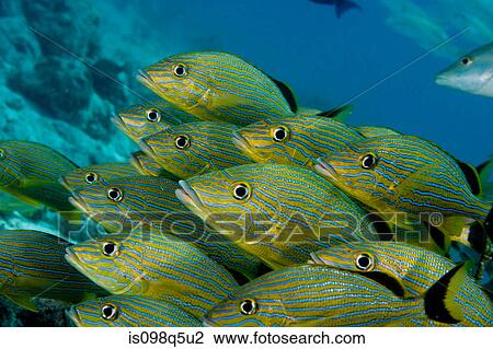 Schooling fish. View Large Photo Image Stock Image - Schooling fish.. Fotosearch