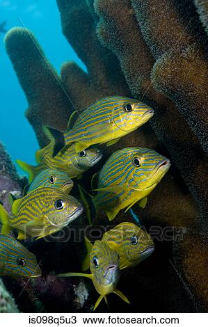 Schooling fish. View Large Photo Image Stock Image - Schooling fish.. Fotosearch