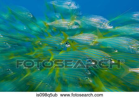 Schooling fish. View Large Photo Image Stock Image - Schooling fish.. Fotosearch