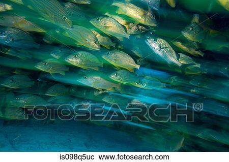 Schooling fish. View Large Photo Image Stock Image - Schooling fish.. Fotosearch