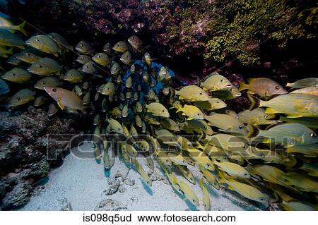 Schooling fish. View Large Photo Image Stock Image - Schooling fish.. Fotosearch