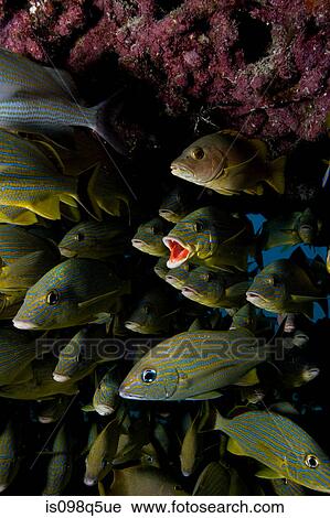 Schooling fish. View Large Photo Image Stock Image - Schooling fish.. Fotosearch
