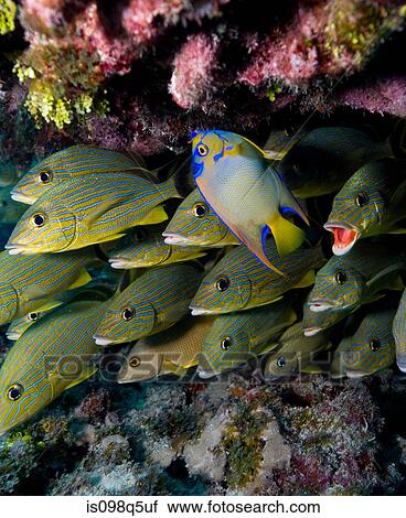 Stock Image - Schooling fish.. Fotosearch