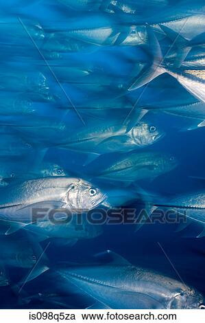 Stock Image - Schooling fish.. Fotosearch