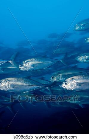 Stock Image - Schooling fish.. Fotosearch