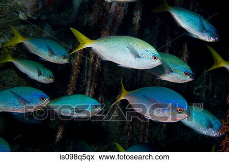 Schooling fish. View Large Photo Image Stock Photo - Schooling fish.. Fotosearch