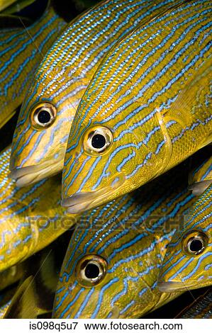 Schooling fish. View Large Photo Image Stock Photo - Schooling fish.. Fotosearch