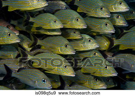 Schooling fish. View Large Photo Image Stock Photo - Schooling fish.. Fotosearch