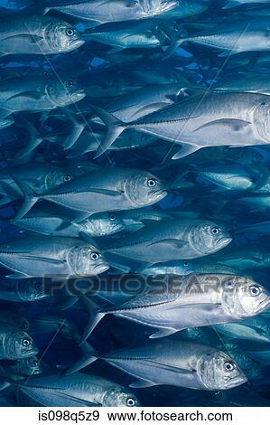 Schooling fish. View Large Photo Image Stock Photo - Schooling fish.. Fotosearch