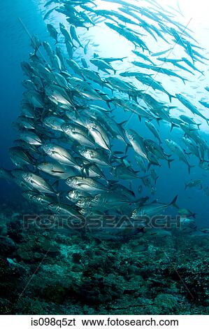 Schooling fish View Large Photo Image Stock Photograph - Schooling fish. Fotosearch