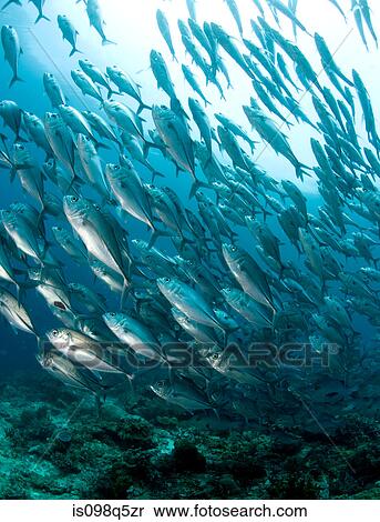 Stock Photography - Schooling fish.. Fotosearch