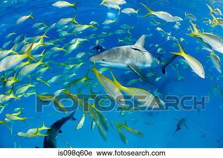 Stock Image - Schooling fish surround shark.. Fotosearch