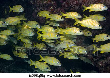 Stock Photography - Schooling grunts.. Fotosearch