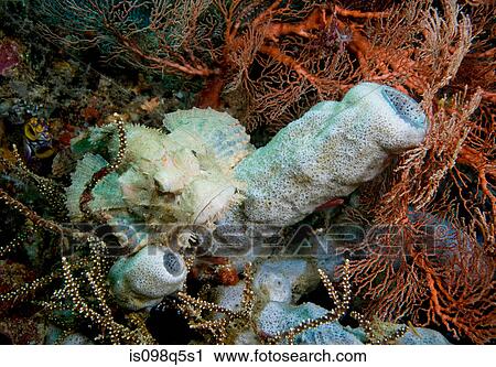 Scorpionfish on coral reef. View Large Photo Image Stock Image - Scorpionfish on coral reef.. Fotosearch