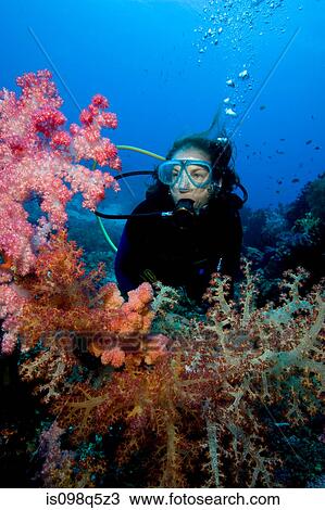 Scuba diver amid soft corals. View Large Photo Image Stock Image - Scuba diver amid soft corals.. Fotosearch