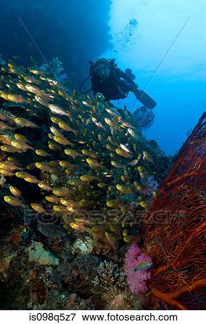 Scuba diver and cardinalfish. View Large Photo Image Stock Photo - Scuba diver and cardinalfish.. Fotosearch