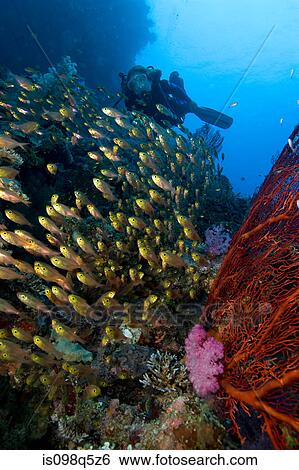 Scuba diver and cardinalfish. View Large Photo Image Stock Photograph - Scuba diver and cardinalfish.. Fotosearch