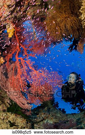 Stock Photography - Scuba diver and gorgonians.. Fotosearch