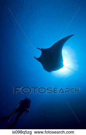 Scuba diver and manta. View Large Photo Image Stock Image - Scuba diver and manta.. Fotosearch