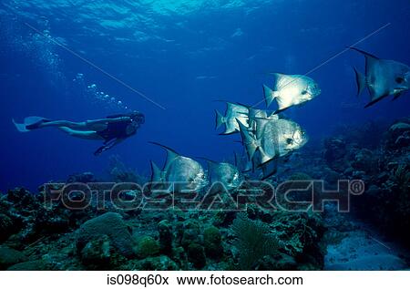 Scuba diver and schooling fish View Large Photo Image Stock Photo - Scuba diver and schooling fish. Fotosearch