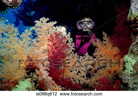 Scuba diver and soft corals. View Large Photo Image Stock Image - Scuba diver and soft corals.. Fotosearch
