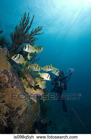 Scuba diver on shipwreck. View Large Photo Image Stock Image - Scuba diver on shipwreck.. Fotosearch