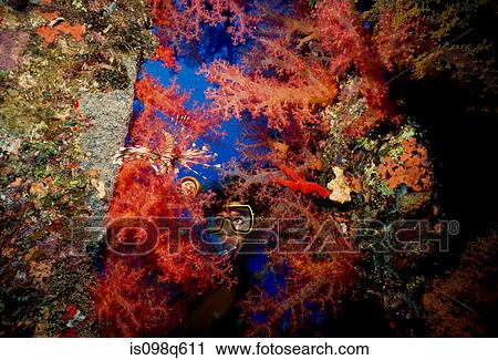 Scuba diver on shipwreck. View Large Photo Image Stock Image - Scuba diver on shipwreck.. Fotosearch