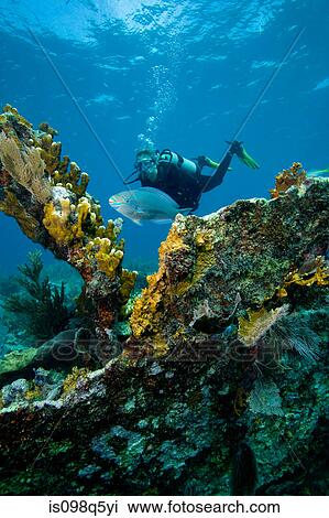 Scuba diver views fish. View Large Photo Image Stock Image - Scuba diver views fish.. Fotosearch