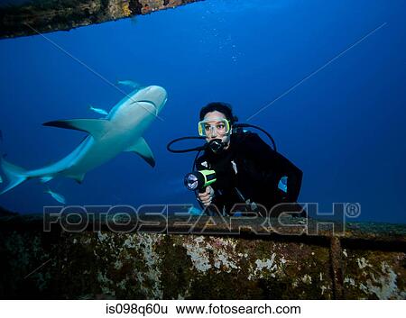 Scuba diver with shark. View Large Photo Image Stock Photograph - Scuba diver with shark.. Fotosearch