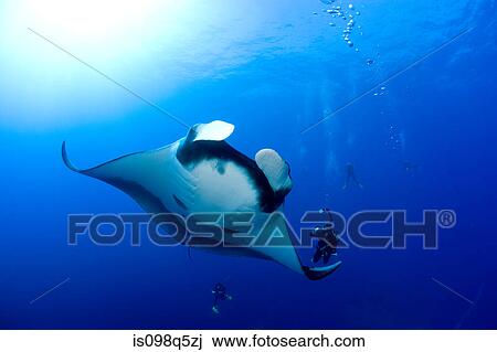 Scuba divers with manta. View Large Photo Image Stock Image - Scuba divers with manta.. Fotosearch