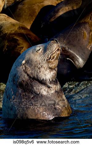 Sea lion basking in sun. View Large Photo Image Stock Photograph - Sea lion basking in sun.. Fotosearch