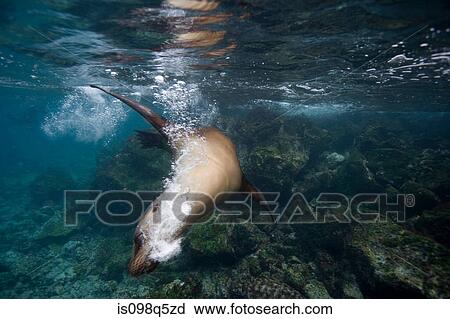Sea lion in shallow water. View Large Photo Image Stock Image - Sea lion in shallow water.. Fotosearch