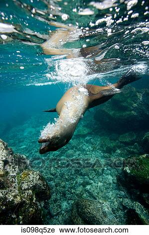 Sea lion in shallow water. View Large Photo Image Stock Image - Sea lion in shallow water.. Fotosearch