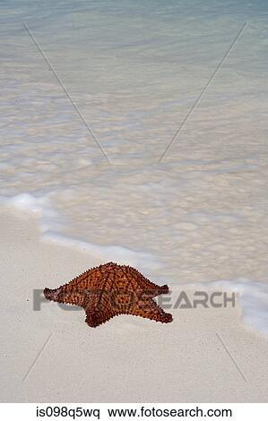 Sea star on beach. View Large Photo Image Stock Photography - Sea star on beach.. Fotosearch