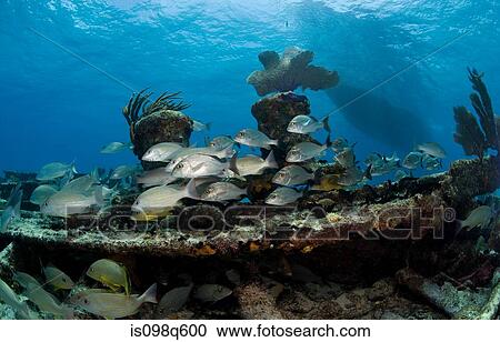 Stock Image - Shallow shipwreck.. Fotosearch