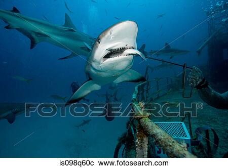 Shark feeding dive. View Large Photo Image Stock Image - Shark feeding dive.. Fotosearch