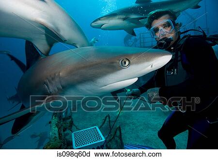 Shark feeding dive. View Large Photo Image Stock Image - Shark feeding dive.. Fotosearch
