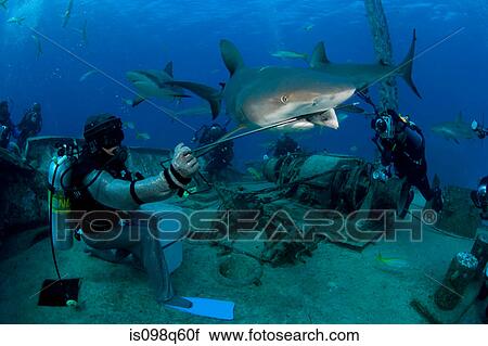 Stock Image - Shark feeding dive.. Fotosearch