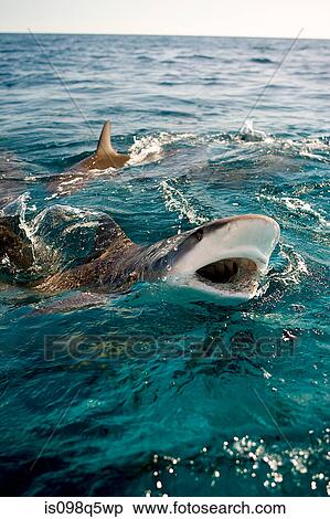 Sharks at the surface. View Large Photo Image Stock Photography - Sharks at the surface.. Fotosearch