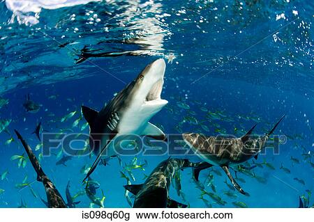 Sharks near surface. View Large Photo Image Stock Image - Sharks near surface.. Fotosearch
