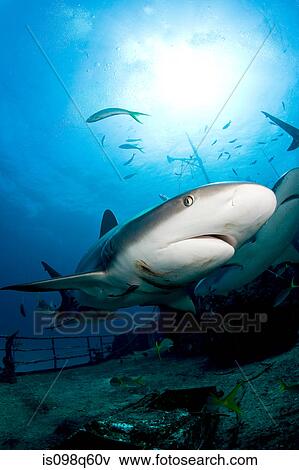 Sharks on shipwreck. View Large Photo Image Stock Photo - Sharks on shipwreck.. Fotosearch